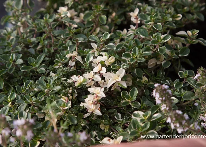 Zitronen-Thymian 'Foxley' Zitronen-Thymian 'Foxley'