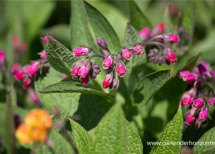 Bastard-Beinwell Bastard-Beinwell