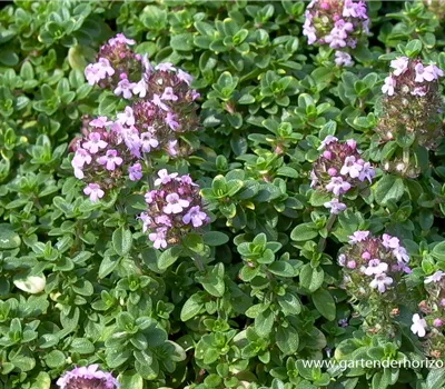 Zitronen-Thymian Zitronen-Thymian