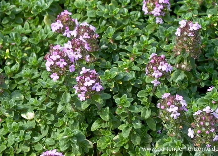 Zitronen-Thymian Zitronen-Thymian