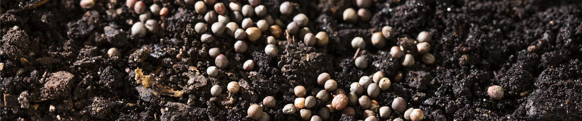 Samen auf Erde verteilt