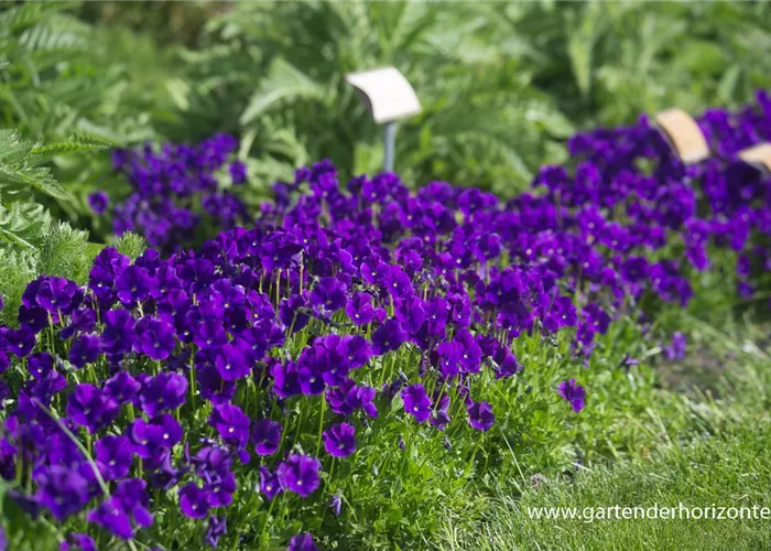 Horn-Veilchen Horn-Veilchen