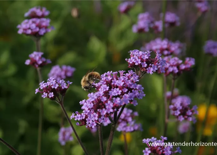 Eisenkraut Eisenkraut