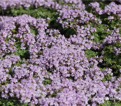 Zitronen-Thymian Zitronen-Thymian