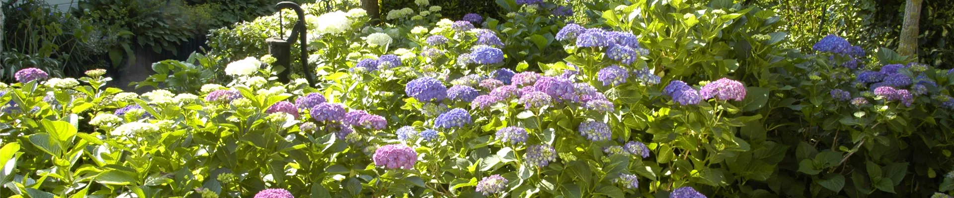 Garten mit Hortensien