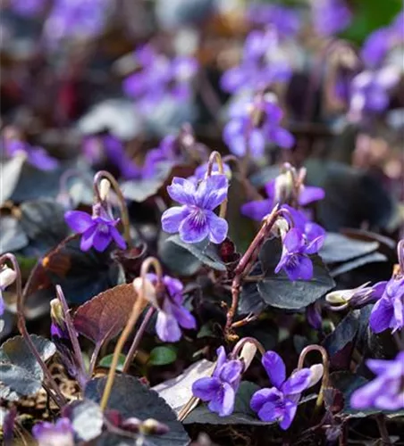 Labrador-Veilchen Labrador-Veilchen