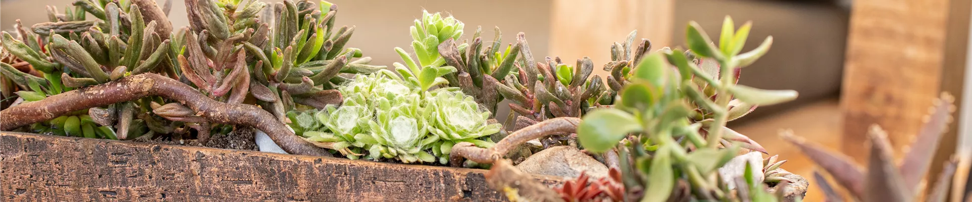 Sukkulenten Dekoration
