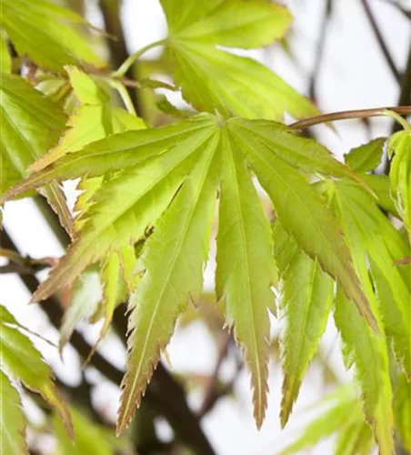 Acer palmatum 'Orange Dream'  Acer palmatum 'Orange Dream'