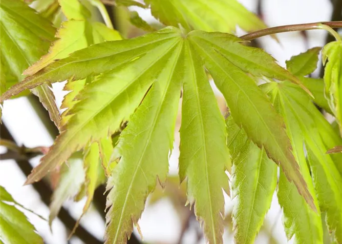 Acer palmatum 'Orange Dream' 