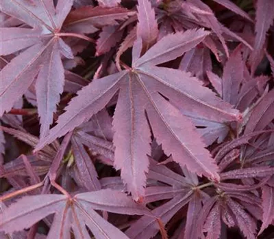 Acer palmatum 'Shaina'