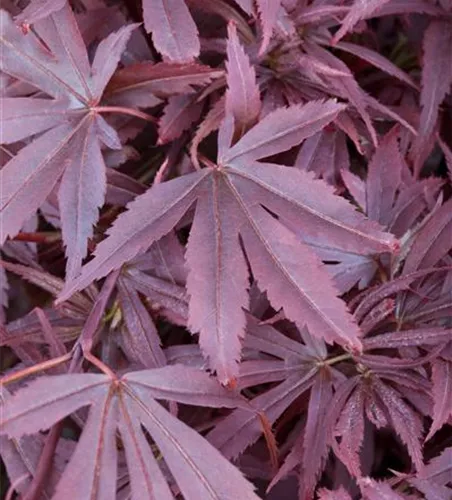 Acer palmatum 'Shaina'