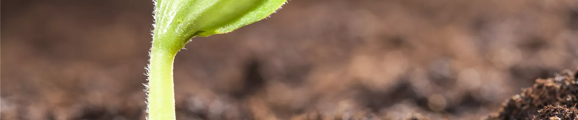 Cucurbita pepo Cucurbita pepo