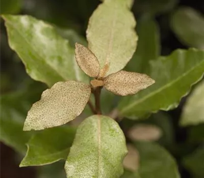 Elaeagnus x ebbingei 'Compacta'