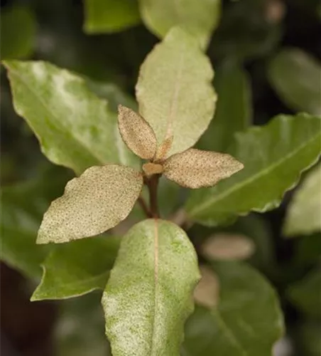 Elaeagnus x ebbingei 'Compacta'