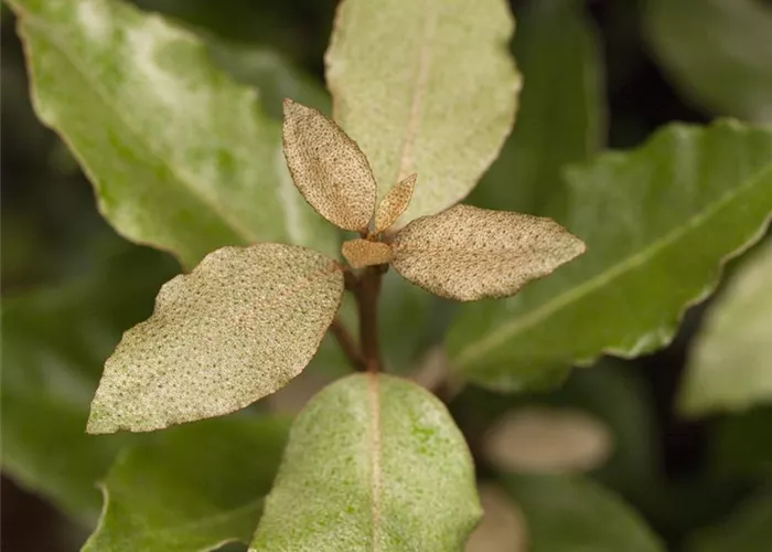 Elaeagnus x ebbingei 'Compacta'