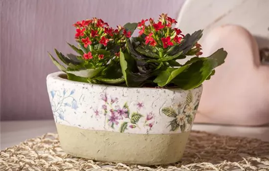 Zimmerpflanzen richtig platzieren Zimmerpflanzen richtig platzieren