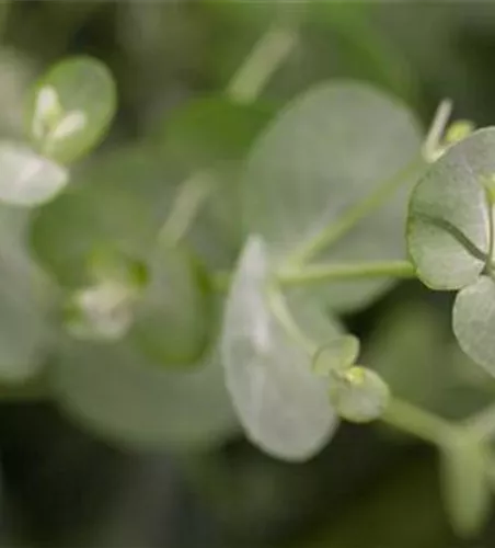 Eucalyptus gunnii 
