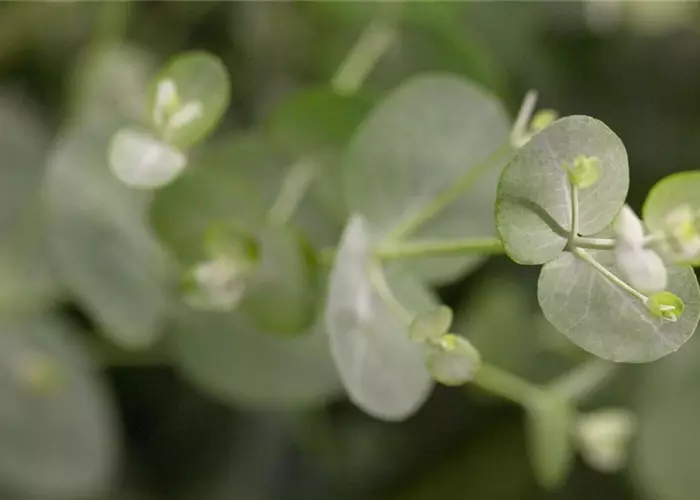 Eucalyptus gunnii 