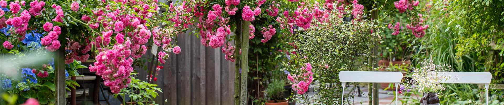 Gartenimpression - Hochstammrose