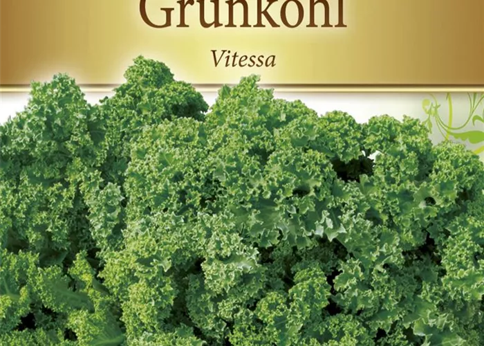 Grünkohlsamen 'Vitessa' Grünkohlsamen 'Vitessa'
