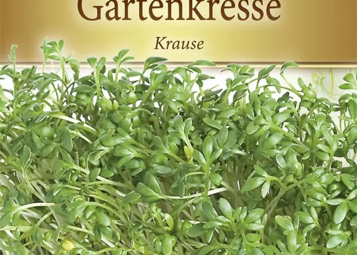 Kressesamen 'Krause' Kressesamen 'Krause'