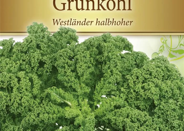 Grünkohlsamen 'Westländer halbhoher' Grünkohlsamen 'Westländer halbhoher'