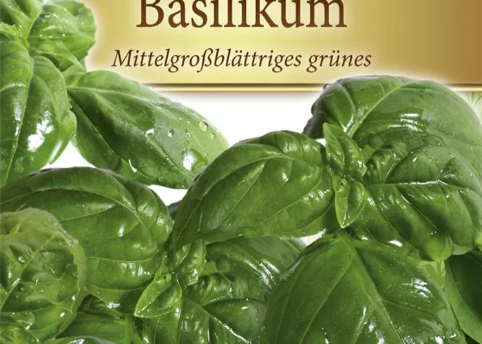 Basilikumsamen Basilikumsamen