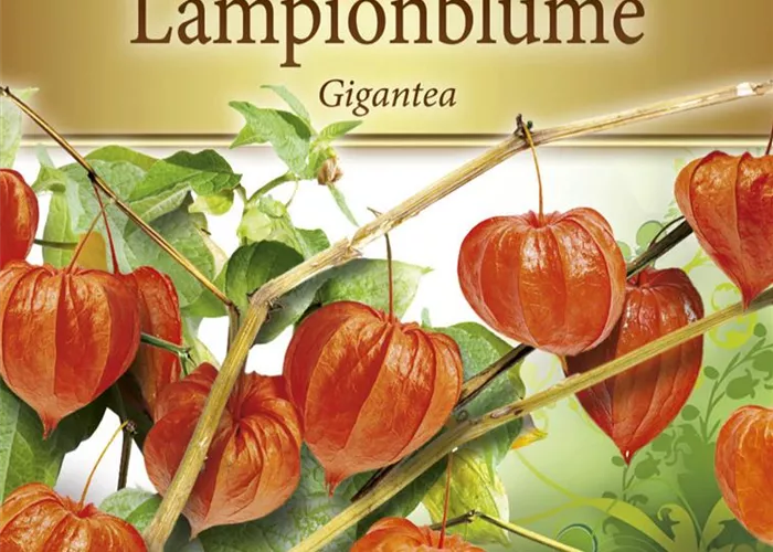 Lampionblumensamen 'Gigantea' Lampionblumensamen 'Gigantea'
