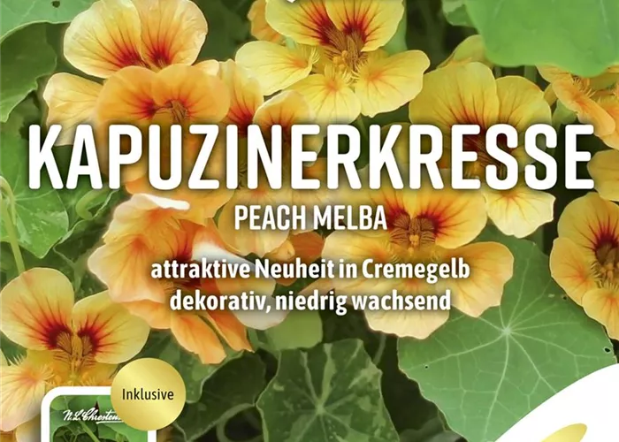 Kapuzinerkressesamen 'Jewel Peach Melba'