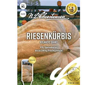 Kürbissamen 'Atlantic Giant' Kürbissamen 'Atlantic Giant'