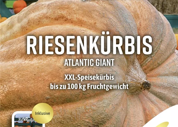 Kürbissamen 'Atlantic Giant' Kürbissamen 'Atlantic Giant'