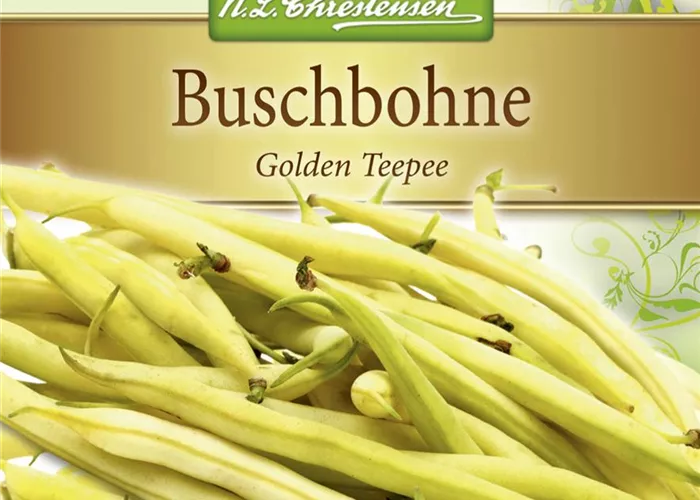 Buschbohnensamen 'Golden Teepee'