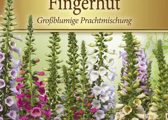 Fingerhutsamen 'Excelsior'