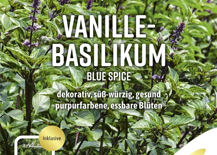 Basilikumsamen 'Blue Spice' Basilikumsamen 'Blue Spice'