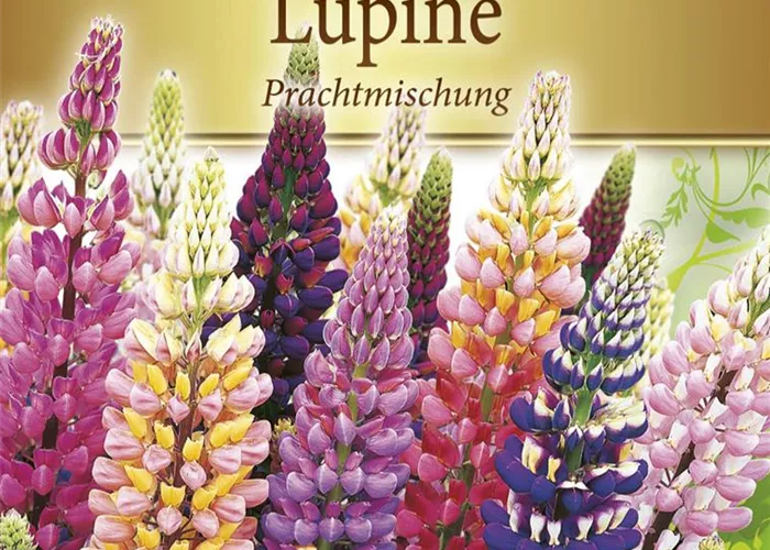 Lupinensamen 'Prachtmischung'