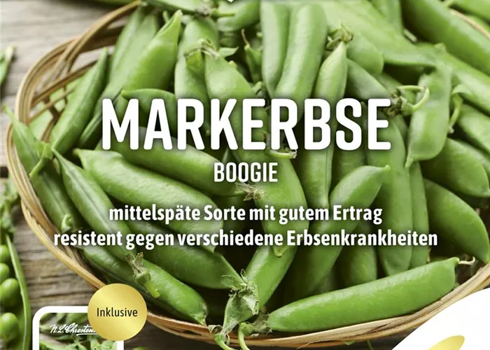 Erbsensamen 'Boogie'