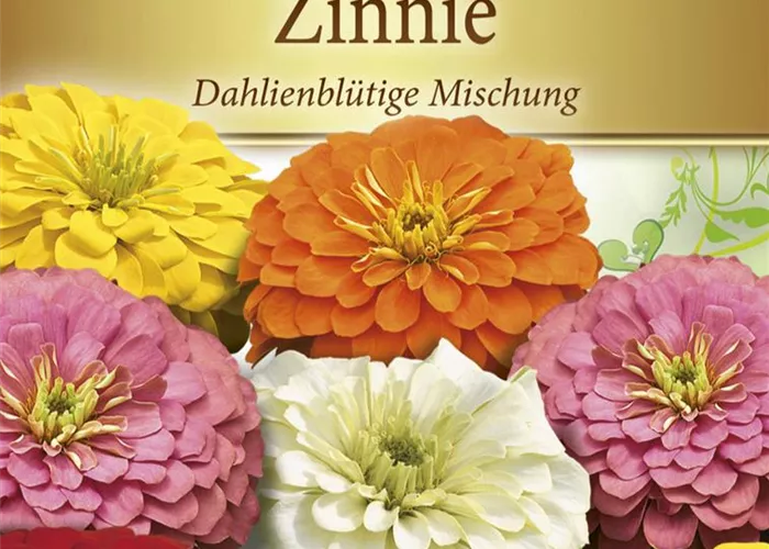 Dahlienblütige Zinnie-Samen Dahlienblütige Zinnie-Samen