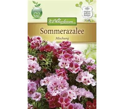 Atlasblumensamen Atlasblumensamen