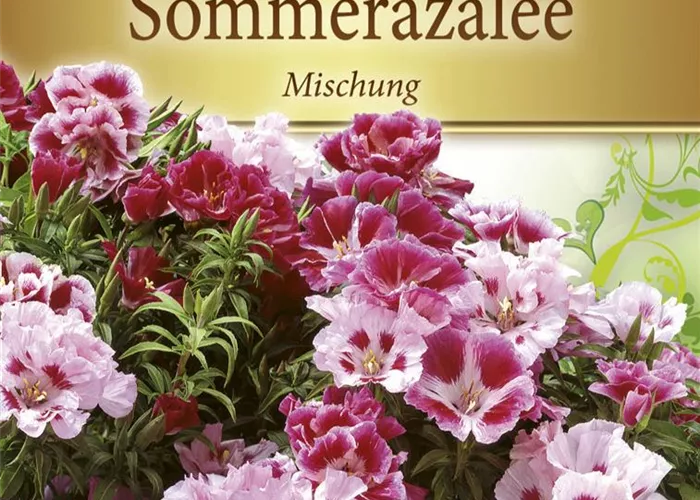 Atlasblumensamen Atlasblumensamen