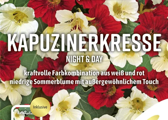 Kapuzinerkressesamen 'Night and Day'