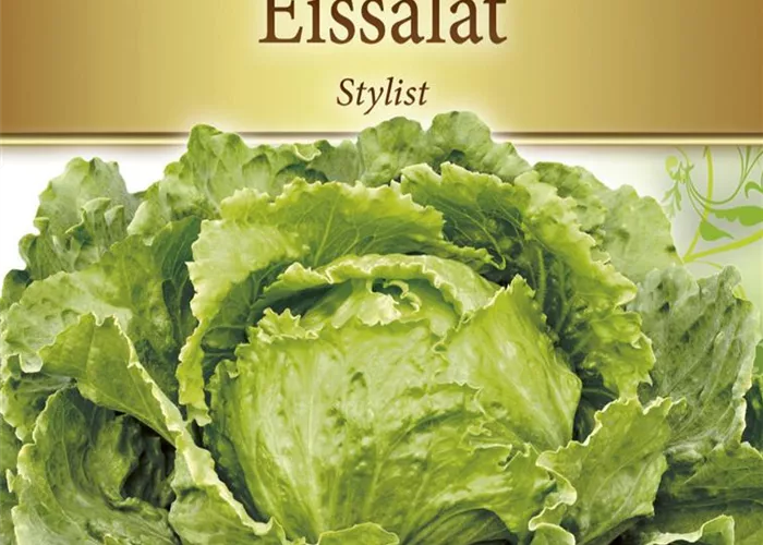 Eisbergsalatsamen 'Stylist' Eisbergsalatsamen 'Stylist'