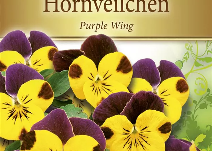 Hornveilchensamen 'Gold Purple Wing'