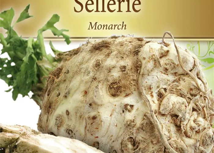 Knollenselleriesamen 'Monarch'