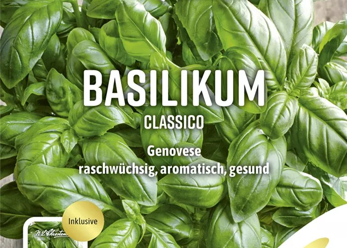Basilikumsamen 'Genoveser' Basilikumsamen 'Genoveser'