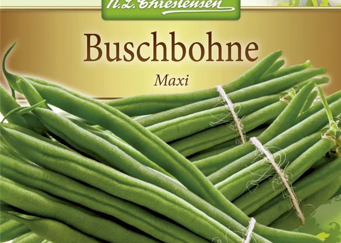 Buschbohnensamen 'Maxi'