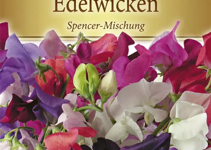 Duftwickensamen 'Spencer'