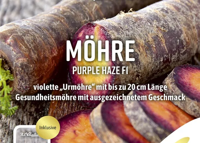 Möhresamen 'Purple Haze F1'