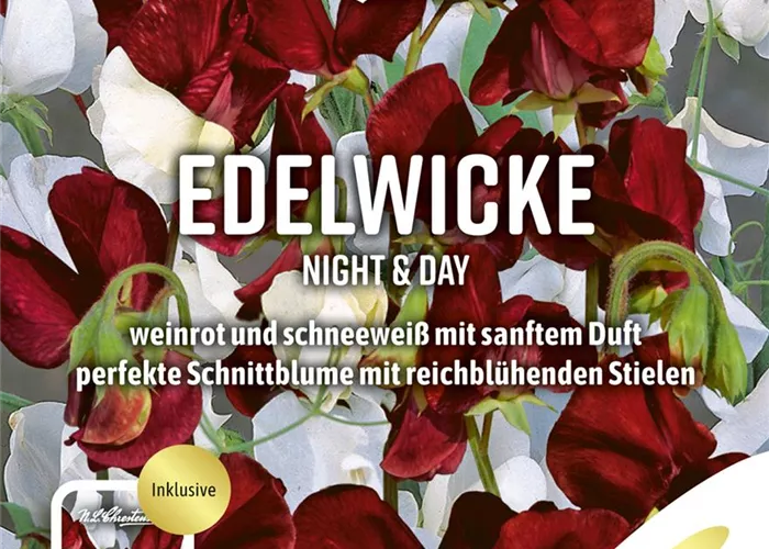 Gartenwickensamen 'Night & Day'