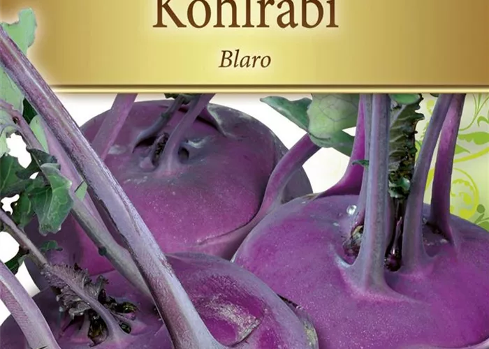 Kohlrabisamen 'Blaro'