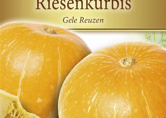 Kürbissamen 'Gelber Zentner' Kürbissamen 'Gelber Zentner'